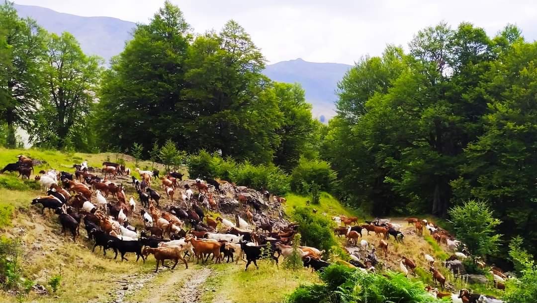 Η ΔΙΑΒΑ  ΤΩΝ ΤΣΟΜΠΑΝΗΔΩΝ ΑΠΟ ΚΑΙ ΠΡΟΣ ΤΑ ΧΕΙΜΑΔΙΑ